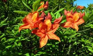 橙色杜鹃花图片_1