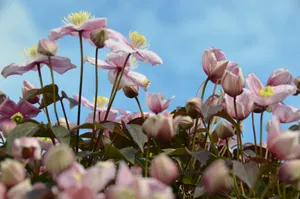 淡粉色花海图片_1