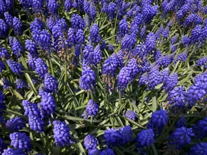 风信子花海图片_1