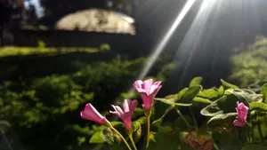 酸浆草花朵图片_1