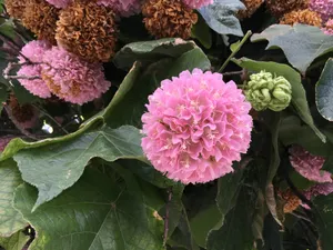 粉色绣球花图片