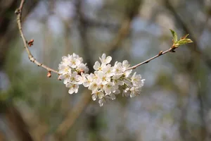 一支白色苹果花图片_1