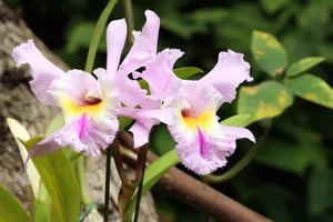 粉色鹫尾花图片
