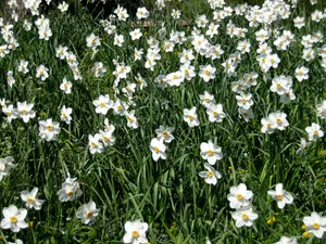 白色水仙花海图片