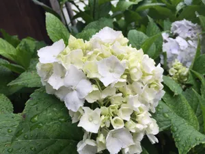 高清白色绣球花图片_1