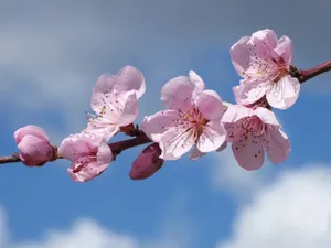 粉色桃花图片