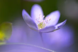 梦幻紫色花朵图片唯美_1