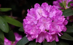 紫色杜鹃花图片_1