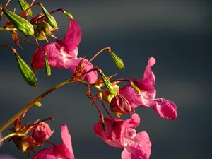 香脂花图片_1