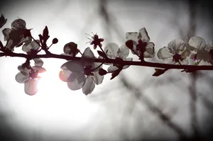 灿烂桃花图片_1