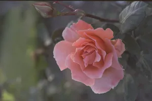 高清粉色月季花图片