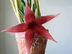 红色仙人掌花图片