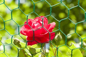 红色芙蓉花图片第1张