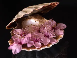 贝壳桃花图片