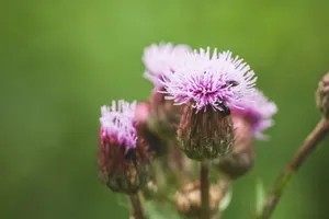 蓟花图片
