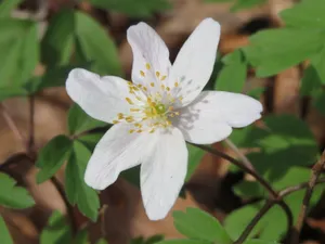 白色野生银莲花图片_1