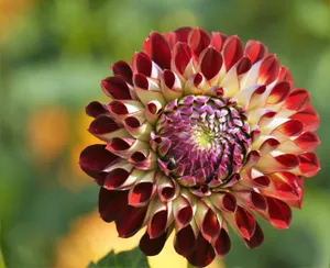 大丽花观赏花图片