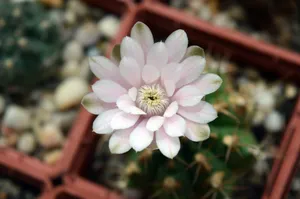 粉色仙人掌花图片_1