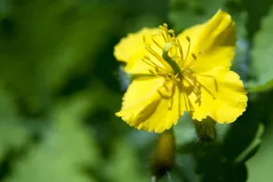 白屈菜图片