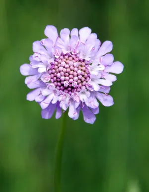 蓝盆花图片_1
