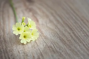 小清新黄花九轮草图片_1