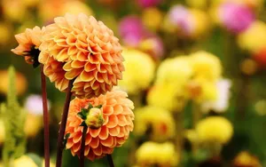 橙色大丽花图片_1