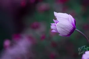 白紫色海葵花图片_1