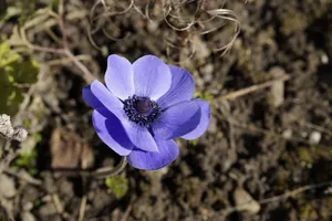 皇冠海葵花图片