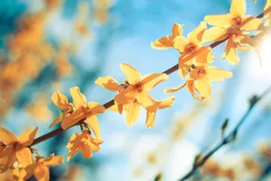 连翘花图片_1