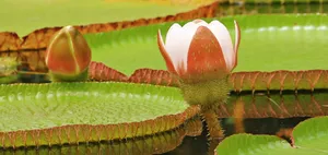 王莲花图片_1