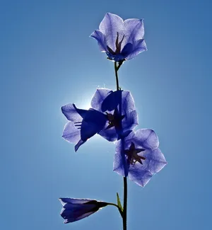 蓝色桔梗花图片