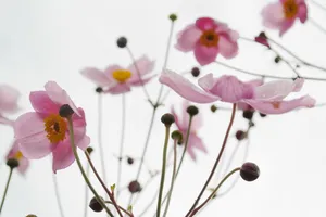 海葵花摄影图片第1张