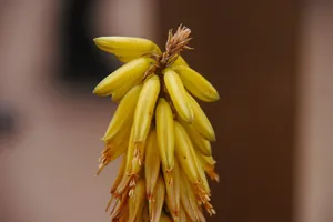黄色芦荟花图片第1张
