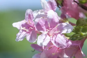 粉色杜鹃花图片_1