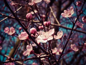 唯美杏仁花图片_1