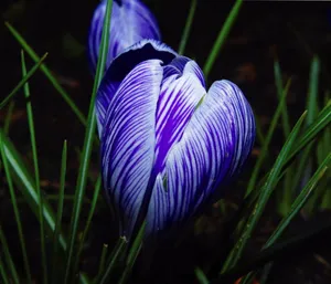 藏红花高清图片第1张
