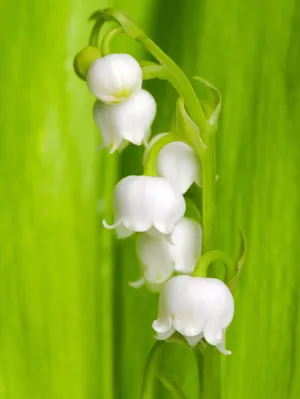 白色风铃花图片