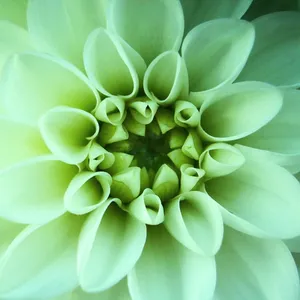 白色大丽花图片_1