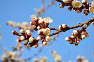 西安桃花图片