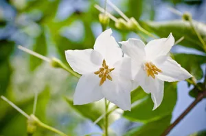 苏合香树花图片_1