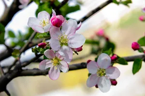苹果花图片