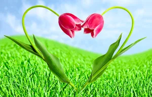 爱情花图片_1