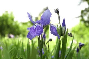 蓝色鸢尾花图片