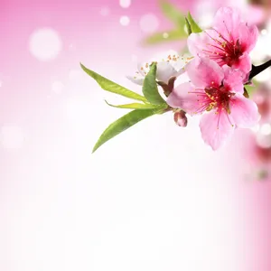 粉色桃花唯美图片_1
