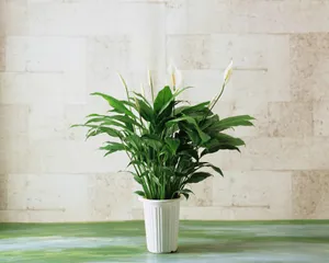 白掌花图片