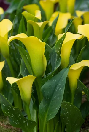 黄色海芋花图片_1