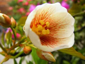 梧桐花图片