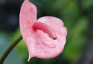 火鹤花唯美高清图片_1