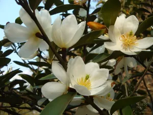 含笑花高清图片