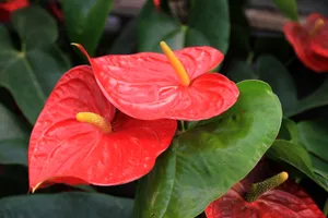 火鹤花图片